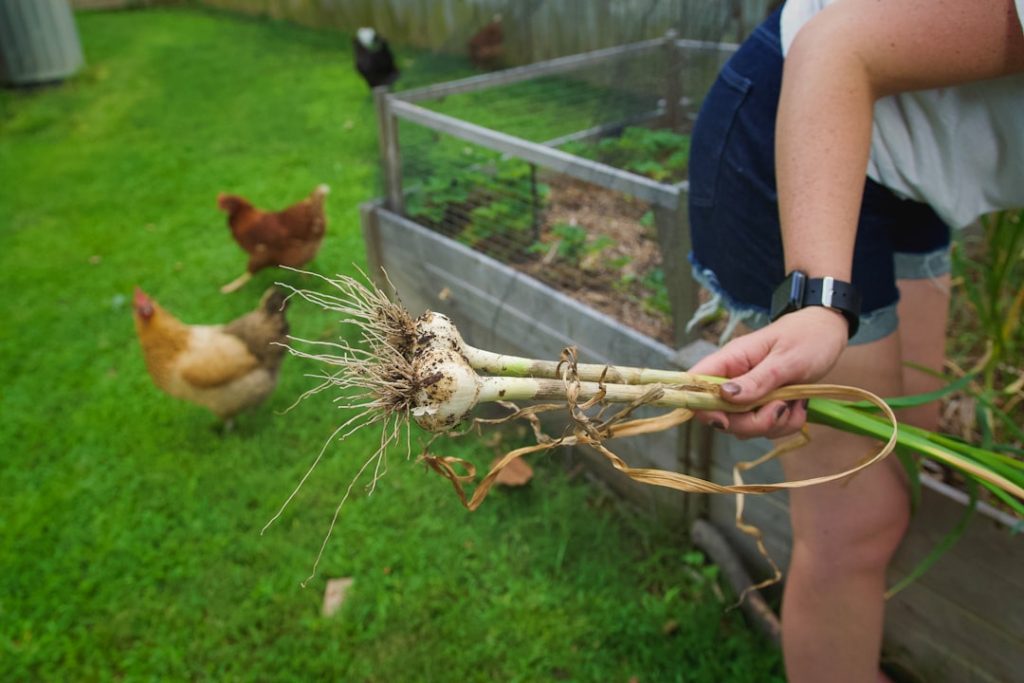 Photo Chickens in backyard