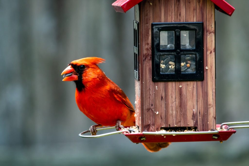 Photo Backyard coop