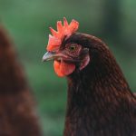 Photo Silkie chickens