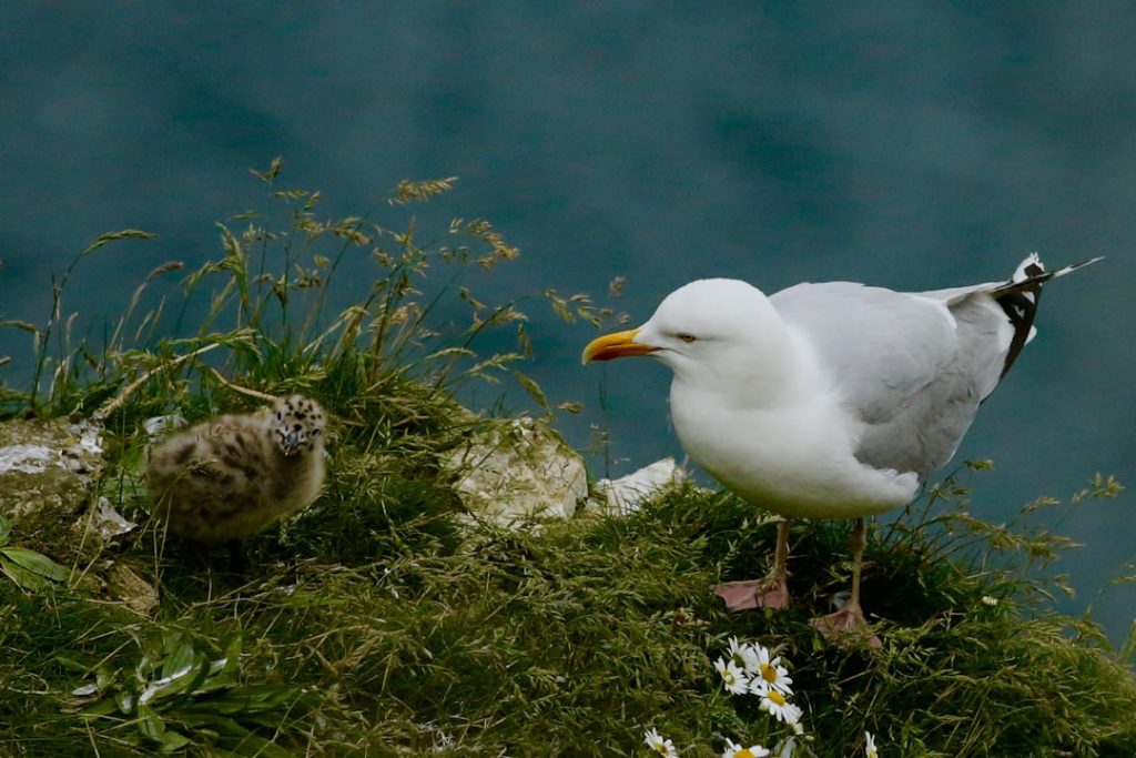 Photo Chick brooder