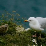 Photo Chick brooder