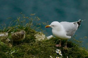 Photo Chick brooder