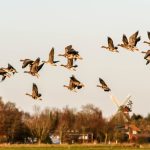 Photo Mixed flock