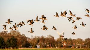 Photo Mixed flock