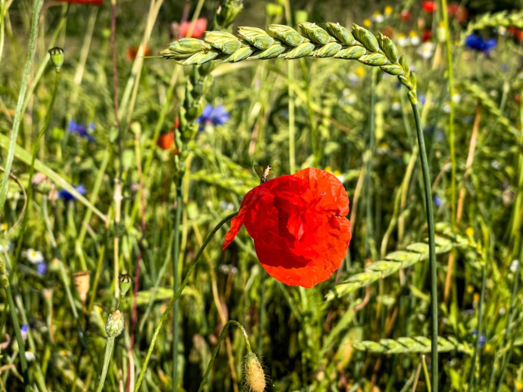 Photo Herbal garden