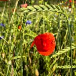 Photo Herbal garden