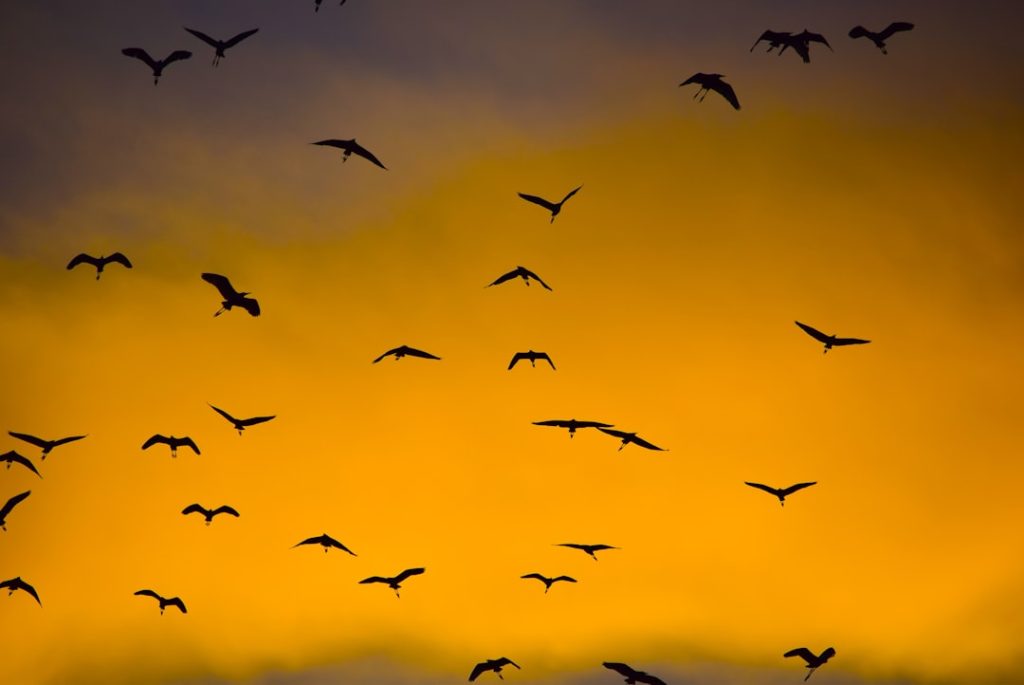 Photo Mixed poultry flock