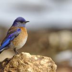 Photo Bird netting