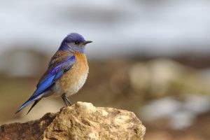 Photo Bird netting