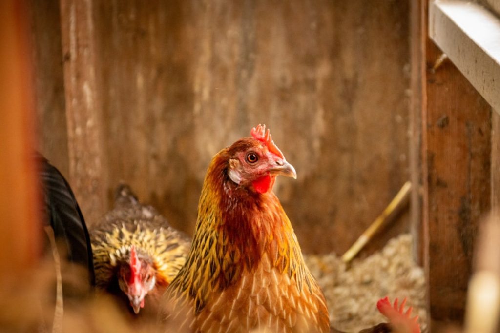 Photo Chicken coop