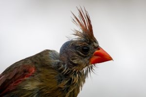 Photo Backyard chickens