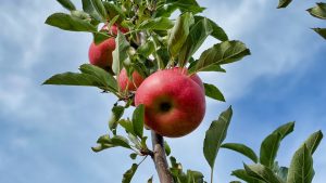 Photo Apple cider vinegar