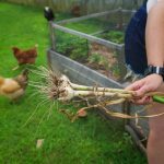 Photo Backyard chickens