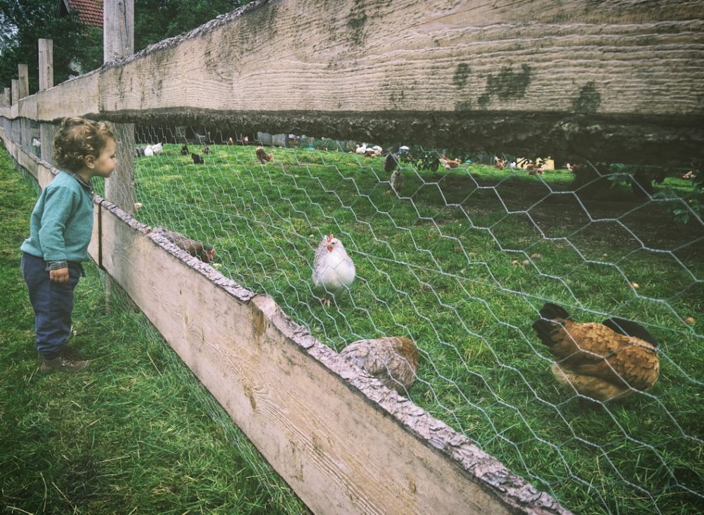 Photo Chicken wire