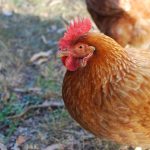 Photo Chicken coop with 6 chickens