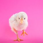 Photo Chick brooder