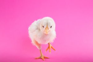 Photo Chick brooder