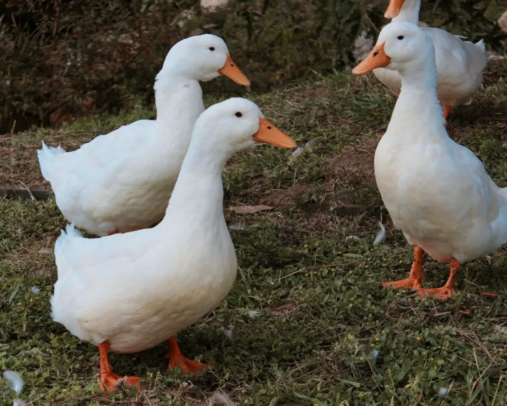 Photo Duck and chickens