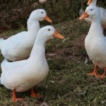 Photo Duck and chickens