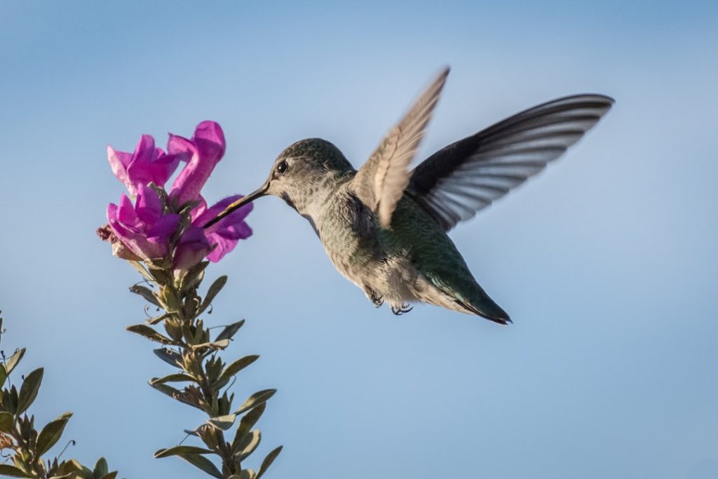 Photo Bird netting