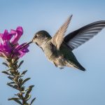 Photo Bird netting