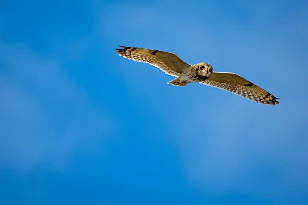 Photo Owl decoy