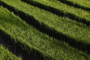 Photo Chicken tractor