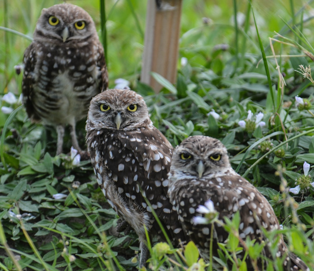 How To Keep Owls From Chickens