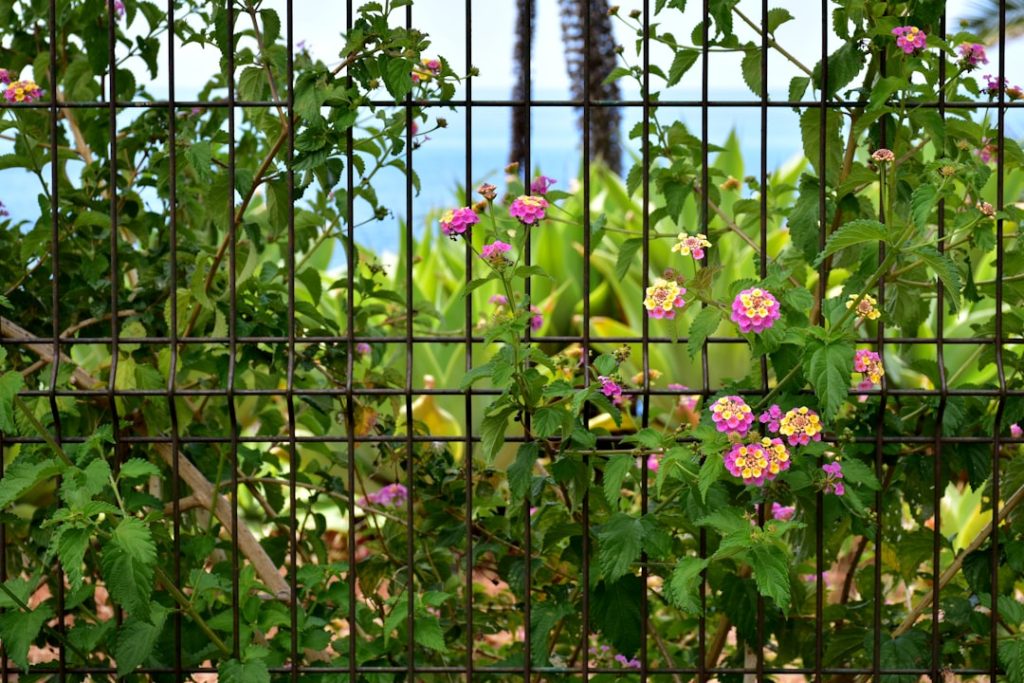 Photo Garden fence