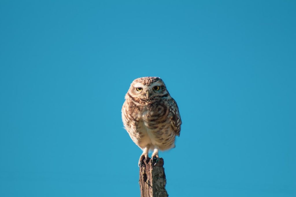 Photo Owl decoy