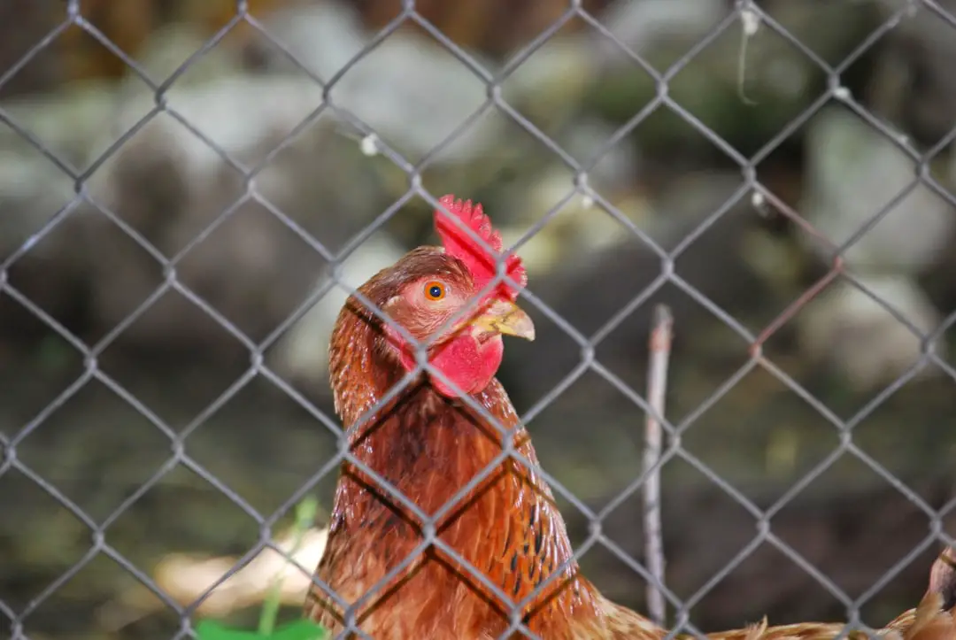 How Do I Keep Chickens Out Of My Mulch at Susan Levis blog
