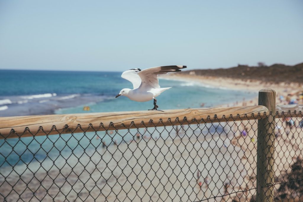 Photo Clipped wings