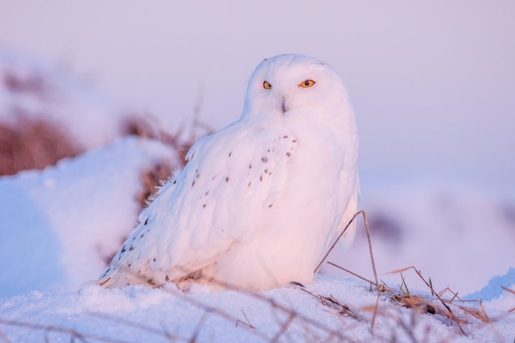 Photo Fake owl