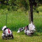 Photo Backyard chickens