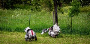 Photo Backyard chickens