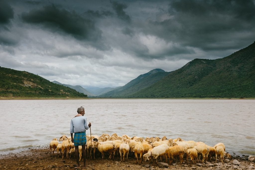 Photo Mixed flock