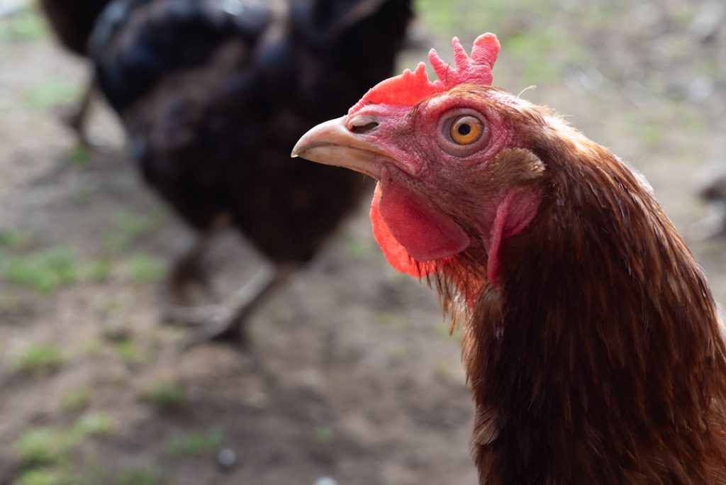 Photo Backyard chickens