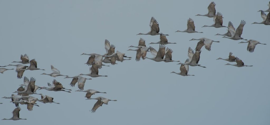 Photo Mixed flock