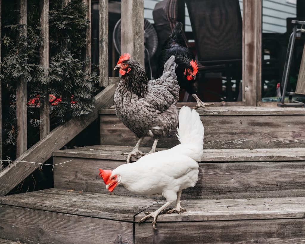 Photo Chicken coop