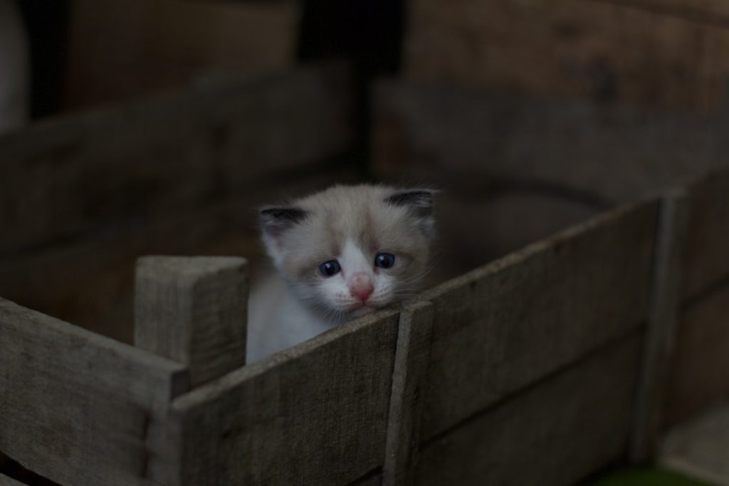 Photo Nesting box deterrent