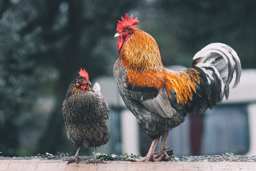 Photo Chicken-proof lid