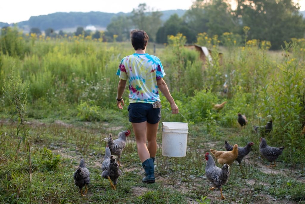 Photo Backyard chickens