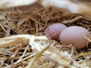 Photo Backyard chickens