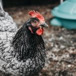 Photo Chicken coop