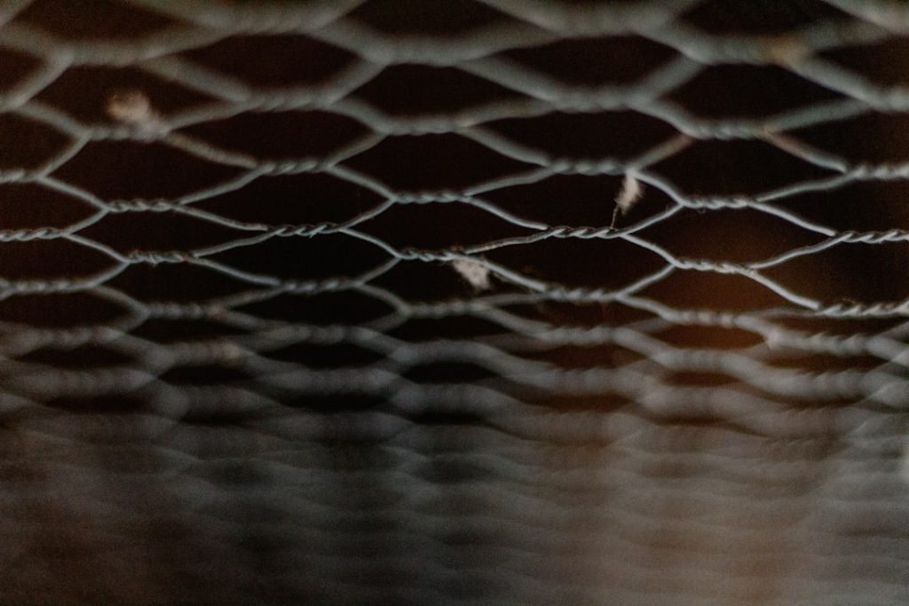 Photo Chicken wire