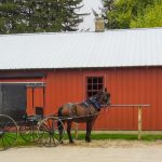 Photo Farmyard harmony