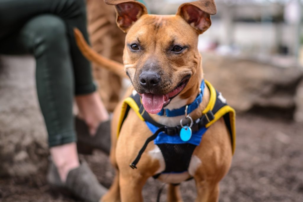 Photo Training collar