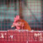 Photo Portable coop