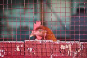 Photo Portable coop