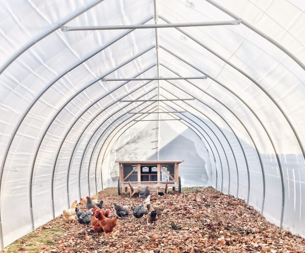 Photo Chicken coop